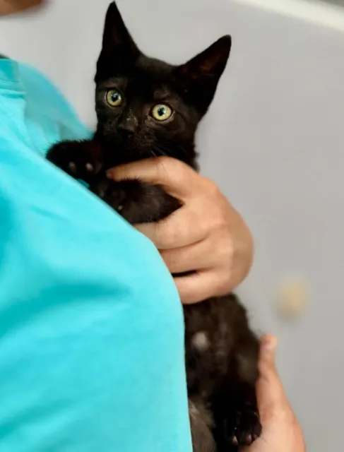 Kot do adopcji, Piła, 8 czerwca 2025 (3/5)