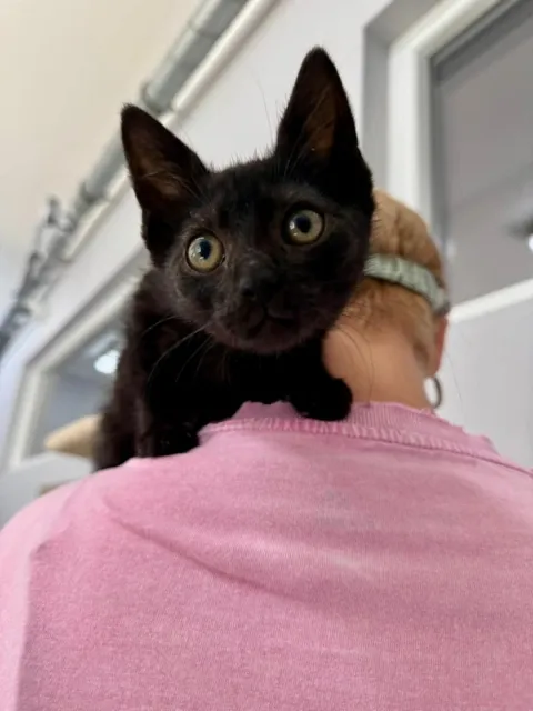 Kot do adopcji, Piła, 8 czerwca 2025 (4/5)