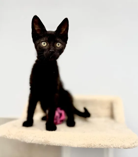 Kot do adopcji, Piła, 8 czerwca 2025 (5/5)