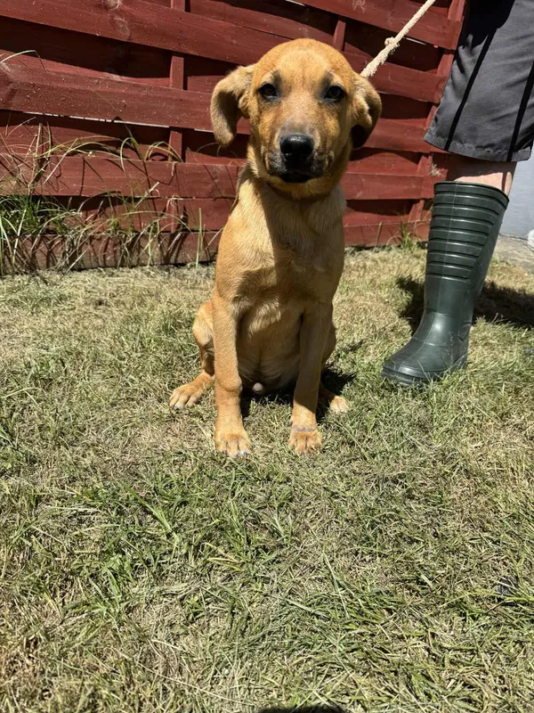 Znaleziono psa, Czartki, 10 lipca 2025