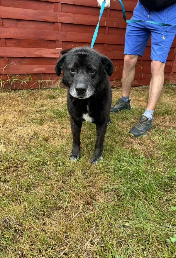 Znaleziono psa, Czartki, 10 lipca 2025