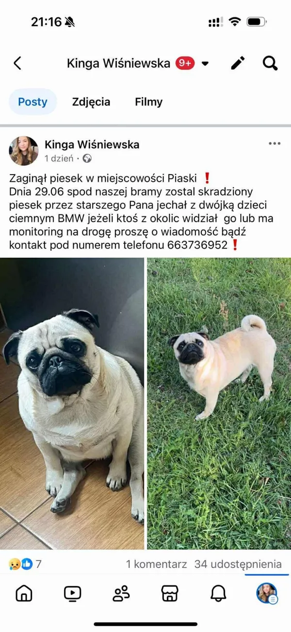 Zaginął pies, Łódź, 10 lipca 2025