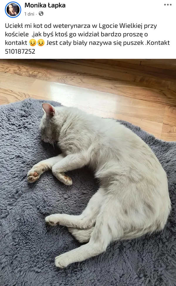 Zaginął kot, Lgota Wielka, 10 lipca 2025 (1/3)