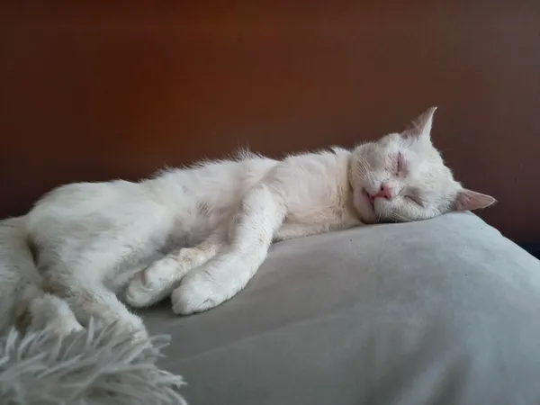 Zaginął kot, Lgota Wielka, 10 lipca 2025 (2/3)