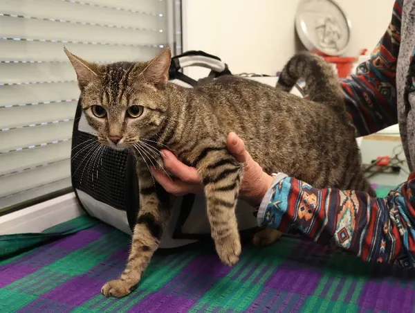 Znaleziono kota, Łódź, 10 lipca 2025 (1/5)