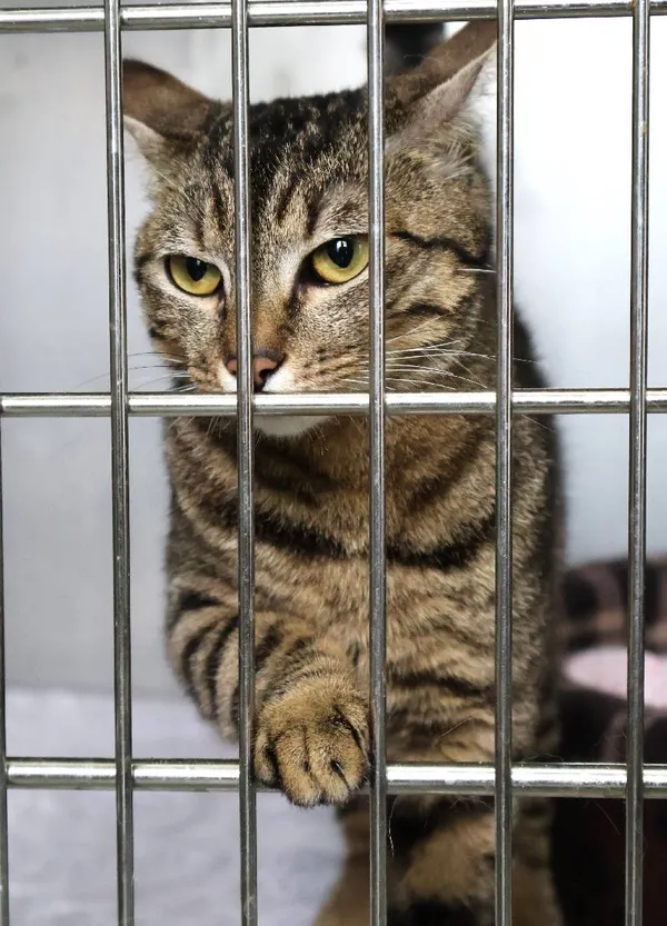 Znaleziono kota, Łódź, 10 lipca 2025 (5/5)