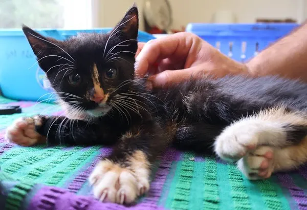 Znaleziono kota, Łódź, 10 lipca 2025 (1/2)