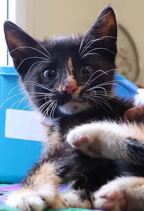 Znaleziono kota, Łódź, 10 lipca 2025 (2/2)