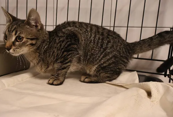 Znaleziono kota, Łódź, 9 lipca 2025 (1/2)