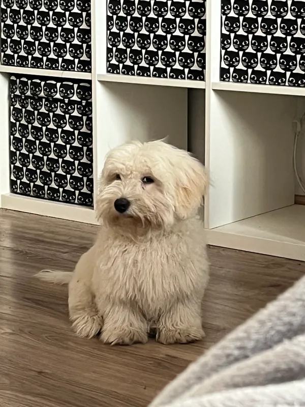 Zaginął pies, Głuchów, 10 lipca 2025 (1/3)