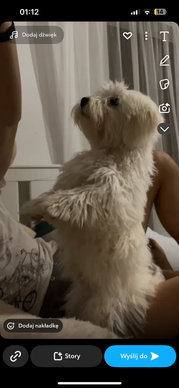 Zaginął pies, Głuchów, 10 lipca 2025 (3/3)