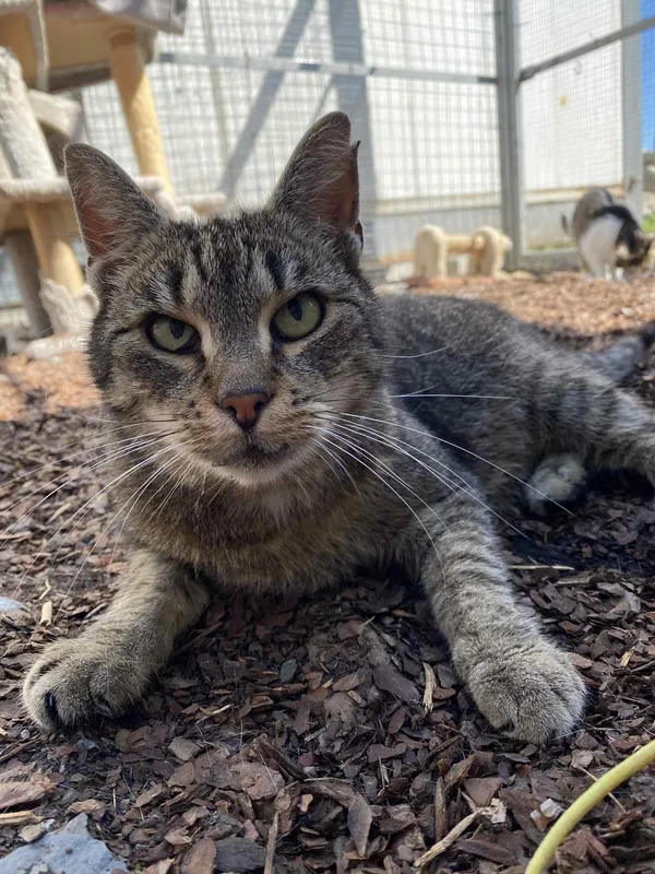 Kot do adopcji, Żywiec, 7 lipca 2025 (1/5)