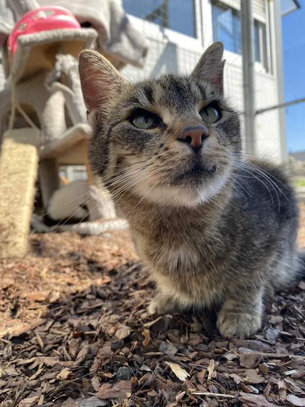 Kot do adopcji, Żywiec, 7 lipca 2025 (2/5)