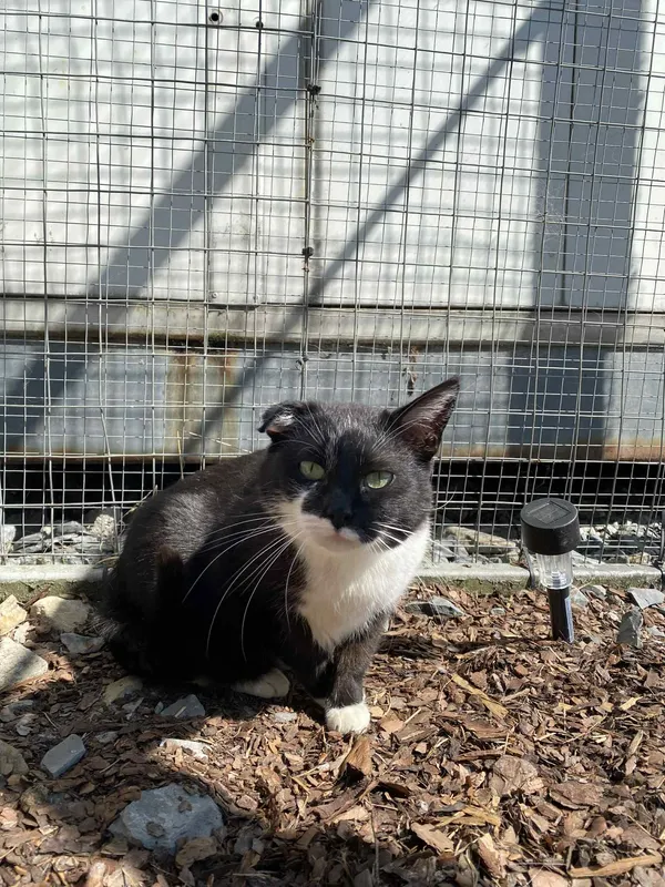 Kot do adopcji, Żywiec, 22 czerwca 2025 (1/5)