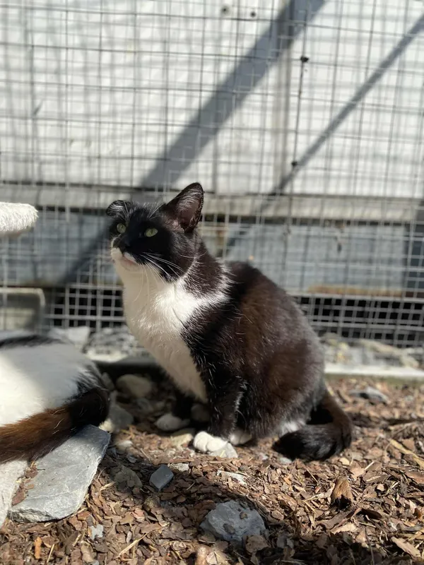 Kot do adopcji, Żywiec, 22 czerwca 2025 (3/5)