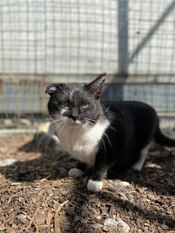 Kot do adopcji, Żywiec, 22 czerwca 2025 (4/5)