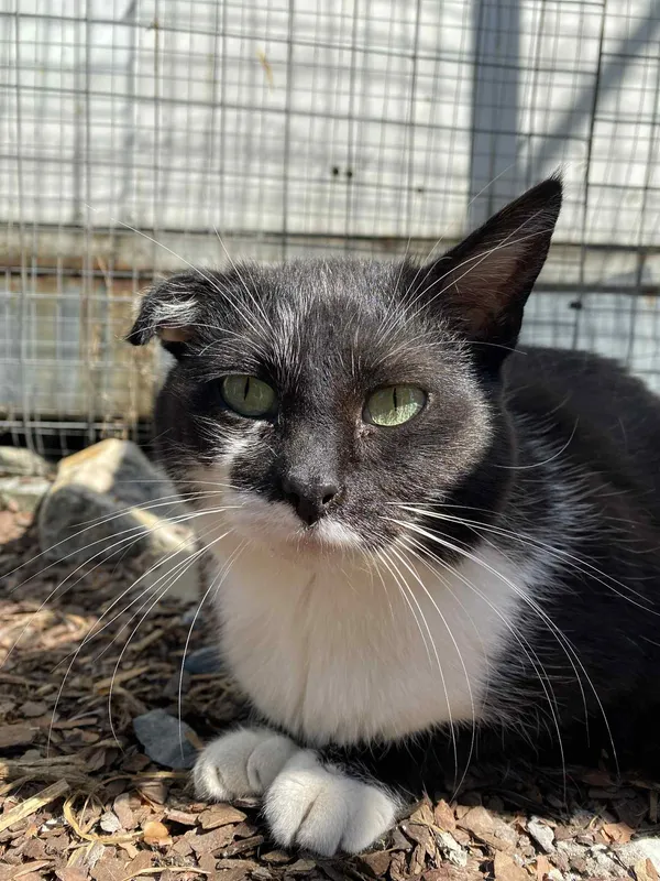 Kot do adopcji, Żywiec, 22 czerwca 2025 (5/5)