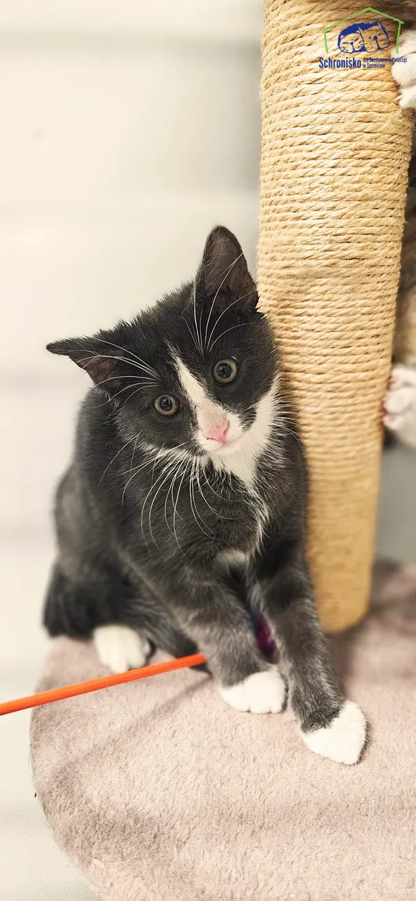 Znaleziono kota, Szczecin, 10 lipca 2025 (1/2)