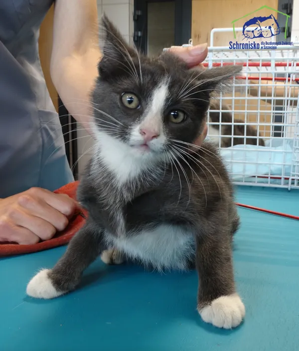 Znaleziono kota, Szczecin, 10 lipca 2025 (2/2)