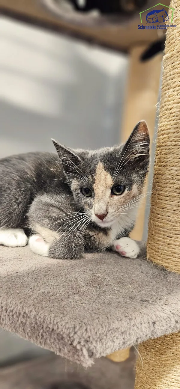 Znaleziono kota, Szczecin, 10 lipca 2025 (1/2)