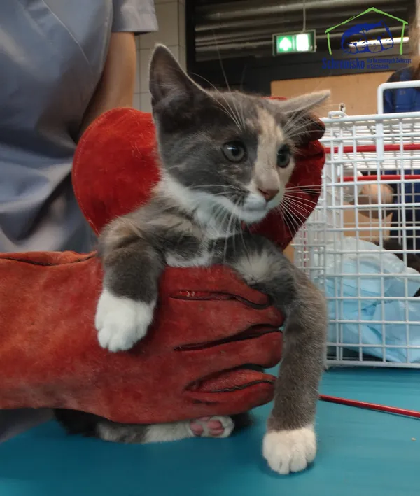 Znaleziono kota, Szczecin, 10 lipca 2025 (2/2)