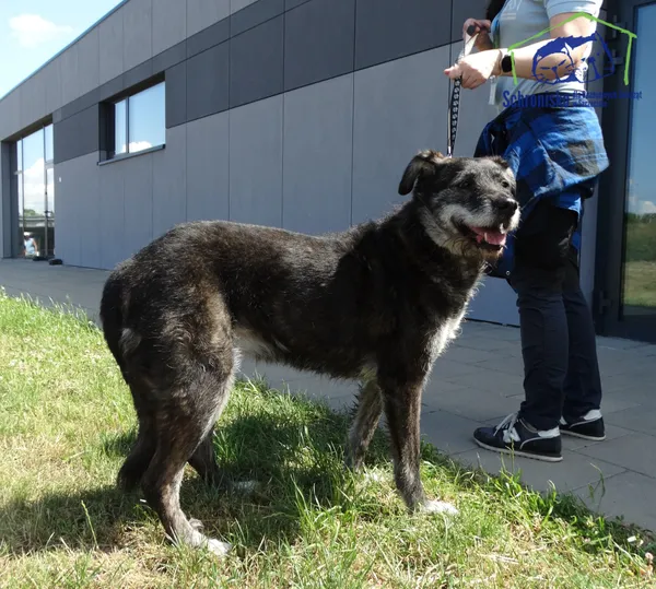 Znaleziono psa, Szczecin, 10 lipca 2025