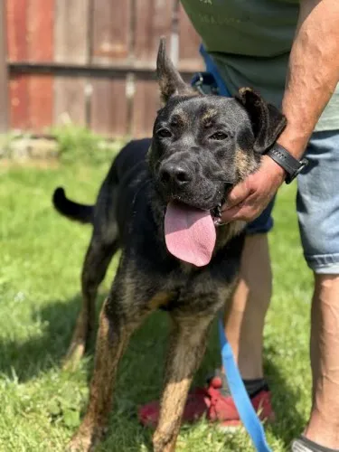 Pies do adopcji, Kraków, 25 czerwca 2025 (1/5)