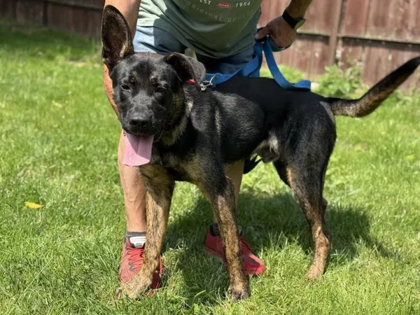 Pies do adopcji, Kraków, 25 czerwca 2025 (2/5)