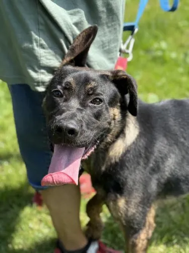 Pies do adopcji, Kraków, 25 czerwca 2025 (3/5)