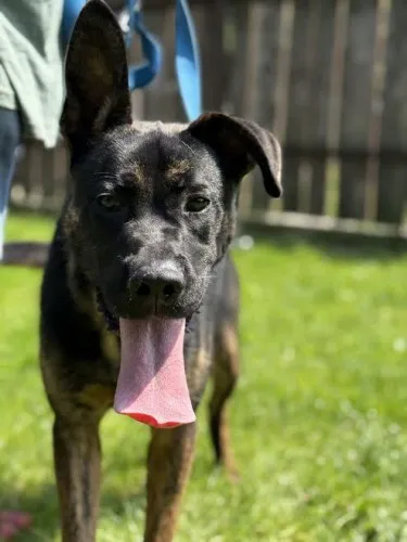 Pies do adopcji, Kraków, 25 czerwca 2025 (5/5)