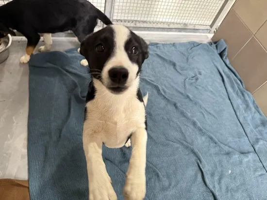 Pies do adopcji, Kraków, 7 lipca 2025