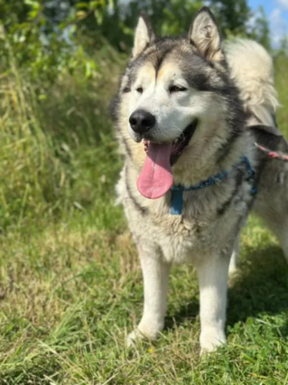 Pies do adopcji, Żywiec, 7 lipca 2025 (1/5)