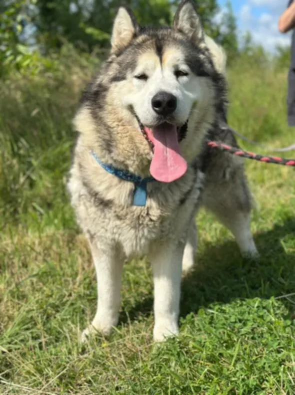 Pies do adopcji, Żywiec, 7 lipca 2025 (2/5)