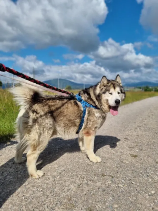 Pies do adopcji, Żywiec, 7 lipca 2025 (3/5)