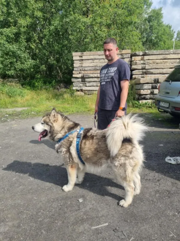 Pies do adopcji, Żywiec, 7 lipca 2025 (4/5)