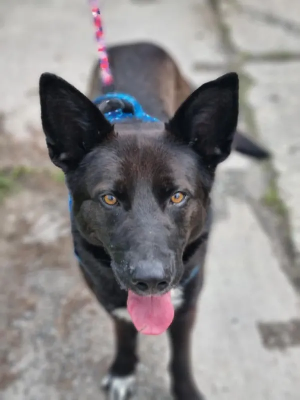 Pies do adopcji, Żywiec, 3 lipca 2025 (4/5)