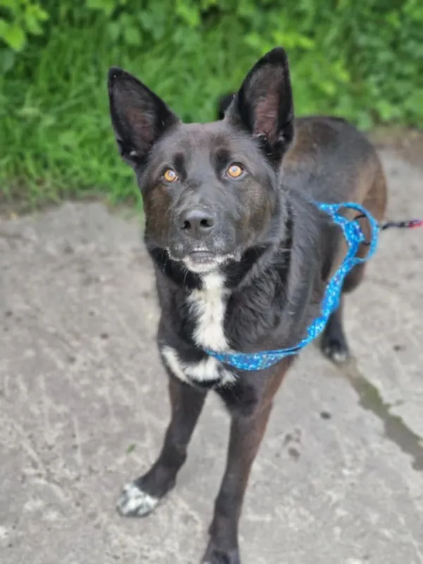 Pies do adopcji, Żywiec, 3 lipca 2025 (5/5)