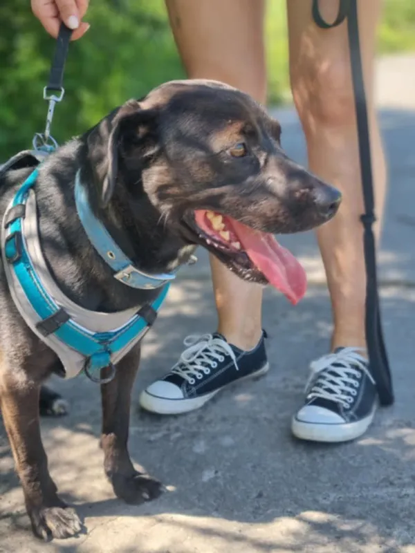 Pies do adopcji, Żywiec, 26 czerwca 2025 (2/5)