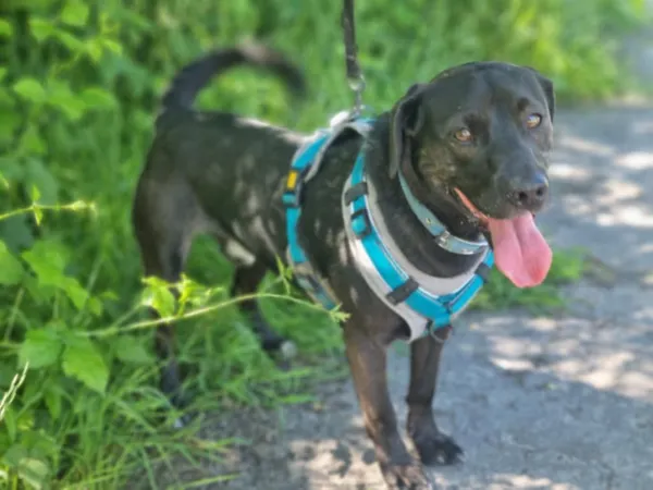 Pies do adopcji, Żywiec, 26 czerwca 2025 (3/5)