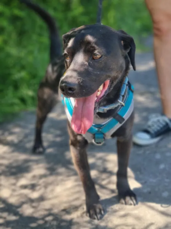 Pies do adopcji, Żywiec, 26 czerwca 2025 (4/5)