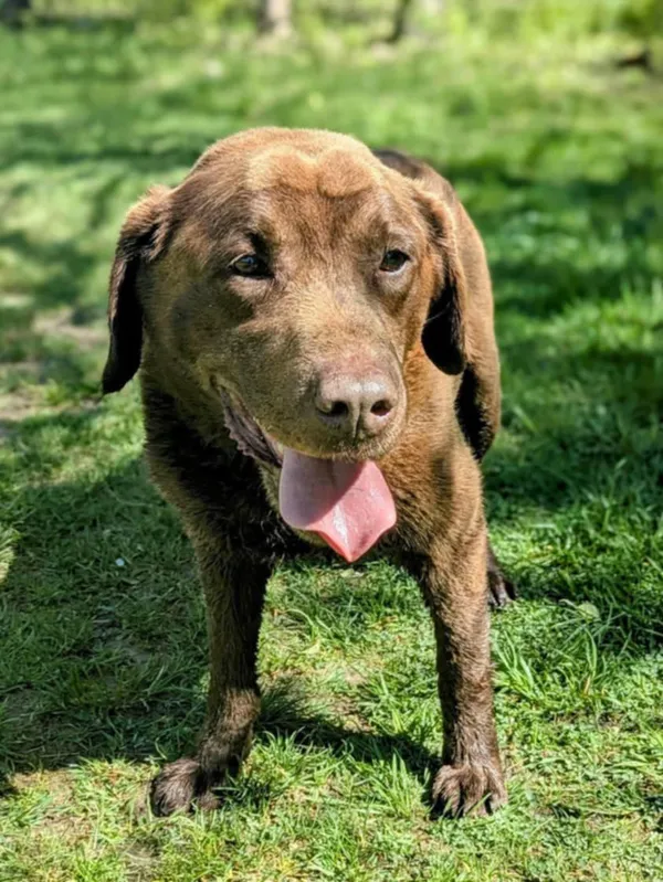 Pies do adopcji, Żywiec, 4 maja 2025 (1/5)