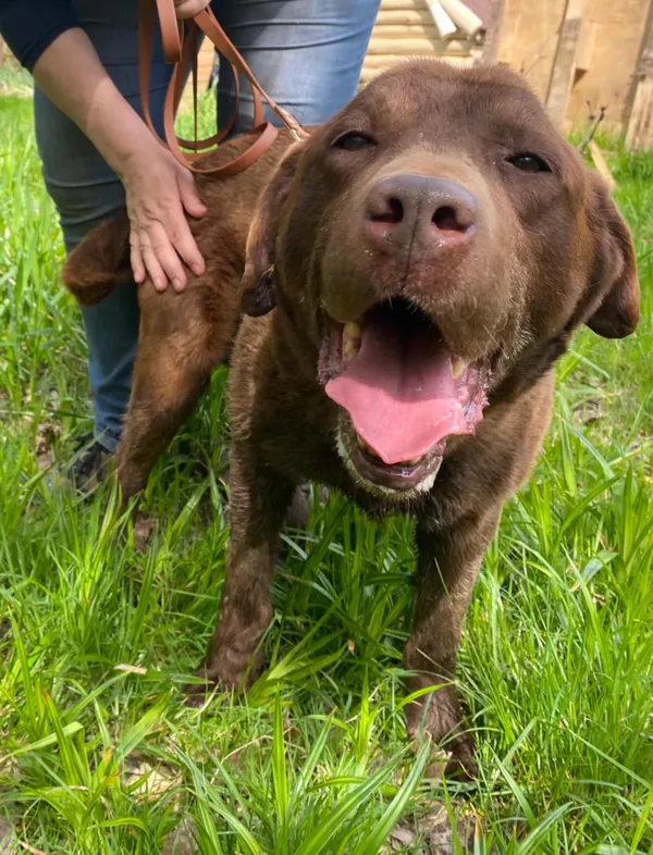 Pies do adopcji, Żywiec, 4 maja 2025 (3/5)