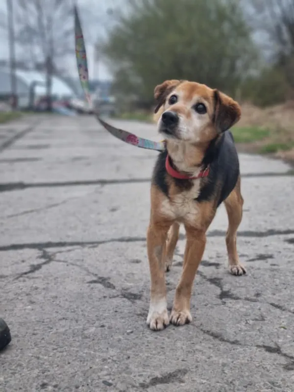 Pies do adopcji, Żywiec, 27 kwietnia 2025 (1/5)