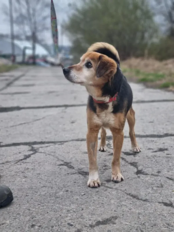 Pies do adopcji, Żywiec, 27 kwietnia 2025 (2/5)