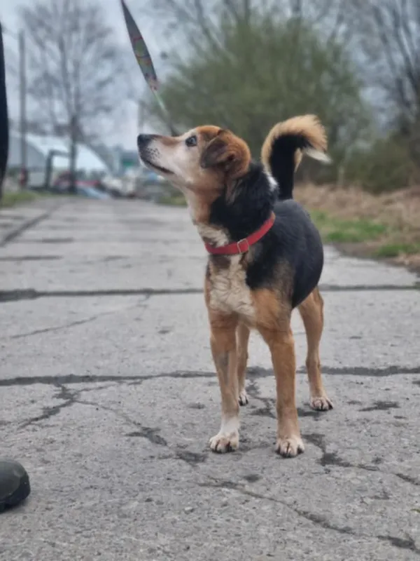 Pies do adopcji, Żywiec, 27 kwietnia 2025 (3/5)