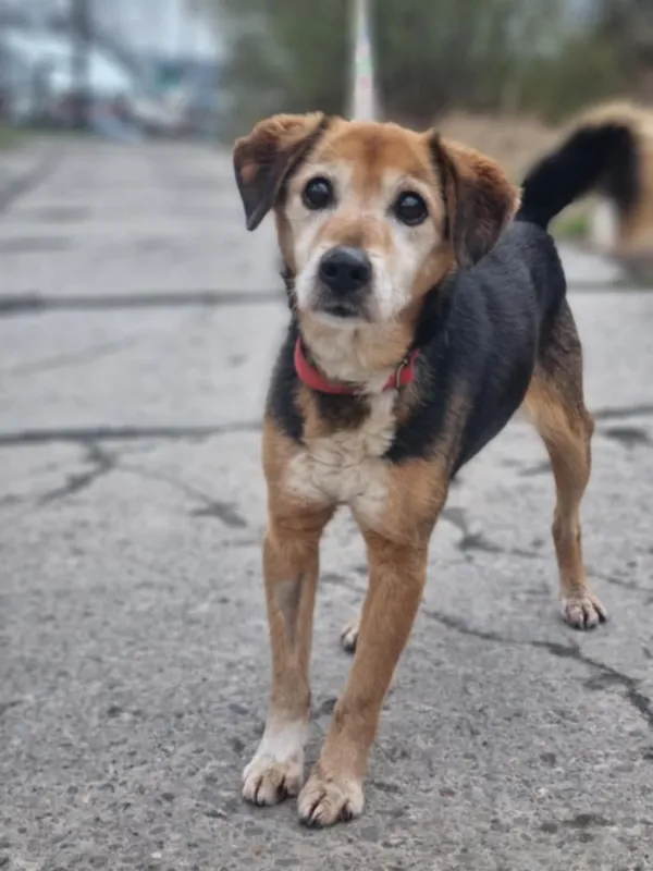 Pies do adopcji, Żywiec, 27 kwietnia 2025 (5/5)