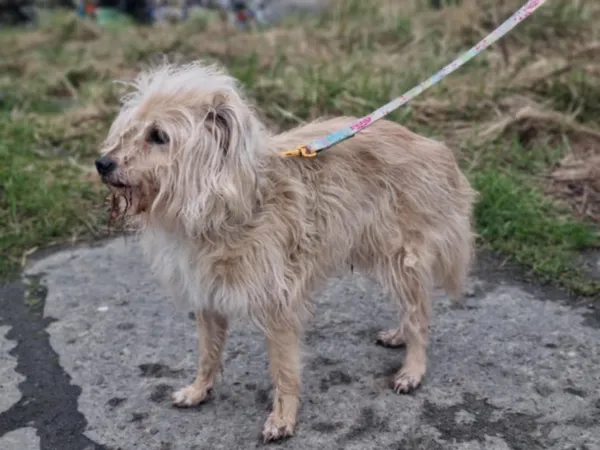 Pies do adopcji, Żywiec, 20 kwietnia 2025 (2/5)