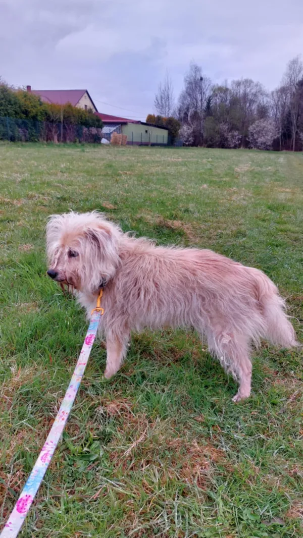 Pies do adopcji, Żywiec, 20 kwietnia 2025 (3/5)