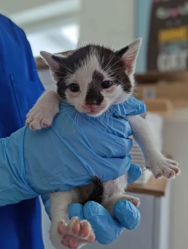 Znaleziono kota, Lublin, 9 lipca 2025