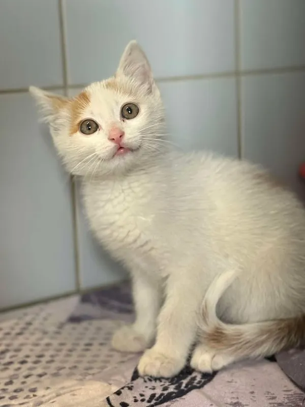 Znaleziono kota, Lublin, 9 lipca 2025